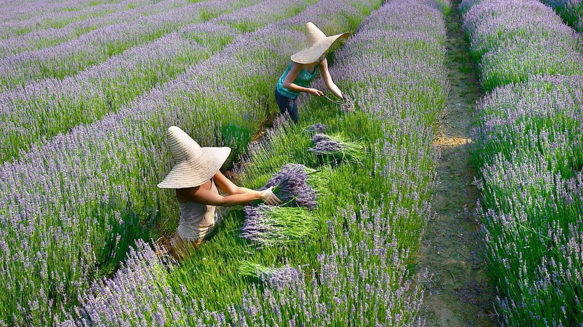 Lavandula Swiss Italian Farm CLOSED, Shepherds Flat Review