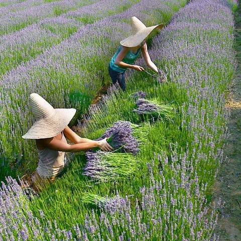 Lavandula Swiss Italian Farm - CLOSED