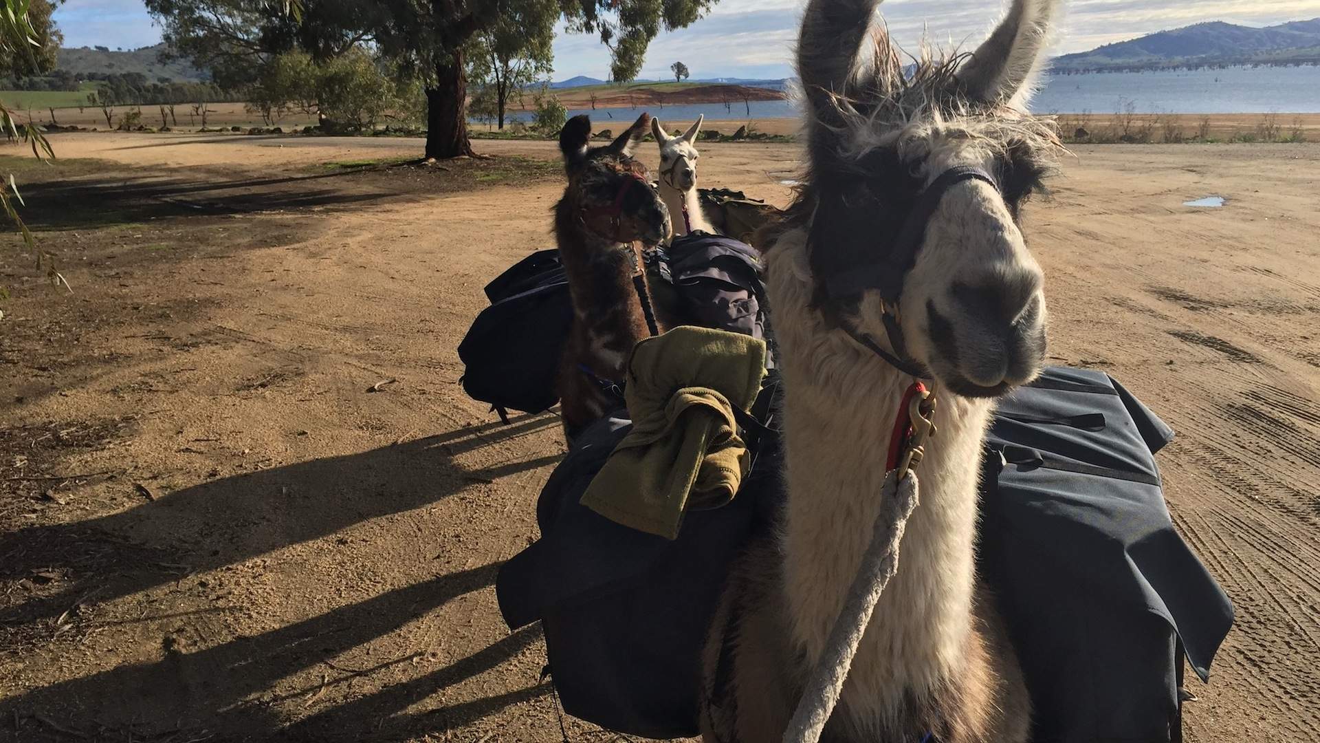 Hanging Rock Llama Treks