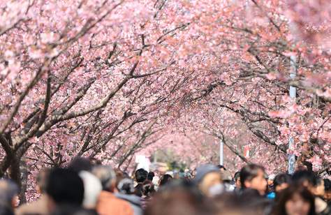 This App Will Ensure That Your Japanese Holiday Is Filled With Cherry Blossoms