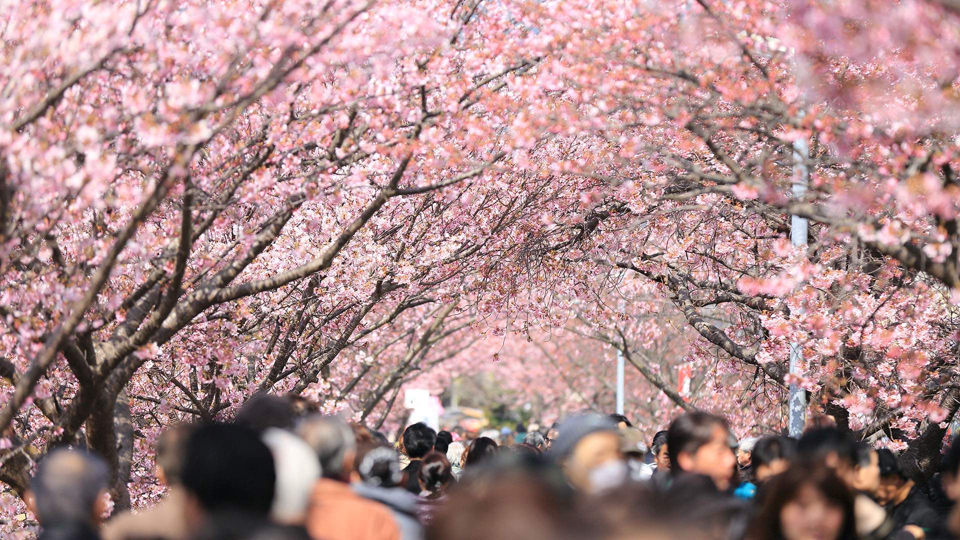 This App Will Ensure That Your Japanese Holiday Is Filled With Cherry Blossoms