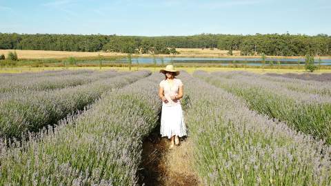 Lavandula Swiss Italian Farm - CLOSED