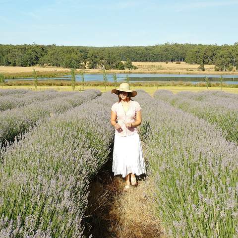 Lavandula Swiss Italian Farm - CLOSED