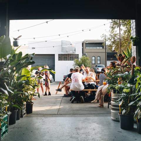 Wandering Jungle Nighttime Plant Sale