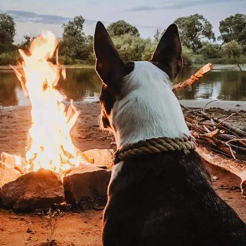 CAMPING WITH YOUR DOG IN VICTORIA: HORSESHOE LAGOON IN VICTORIA