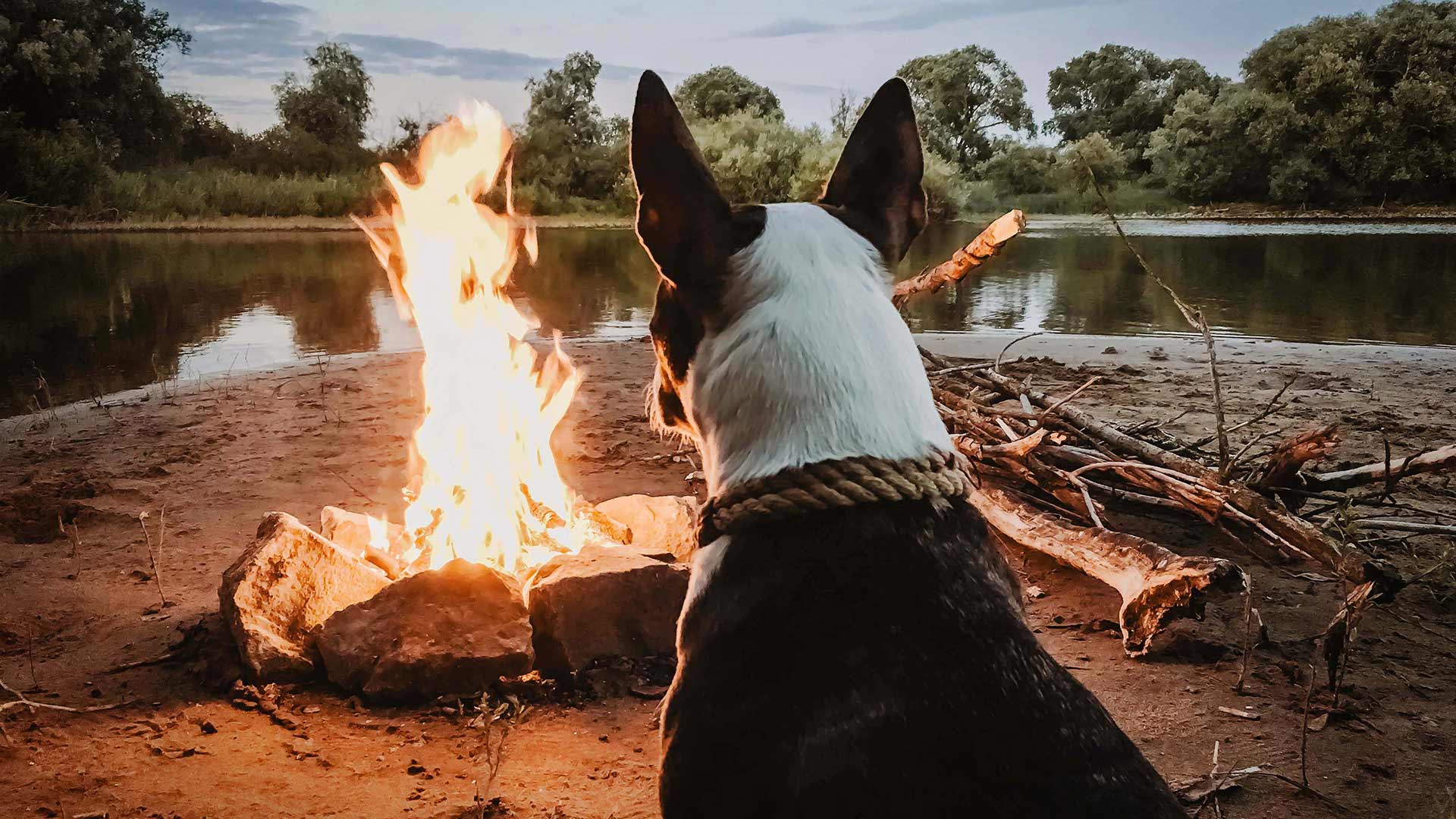 CAMPING WITH YOUR DOG IN VICTORIA: HORSESHOE LAGOON IN VICTORIA