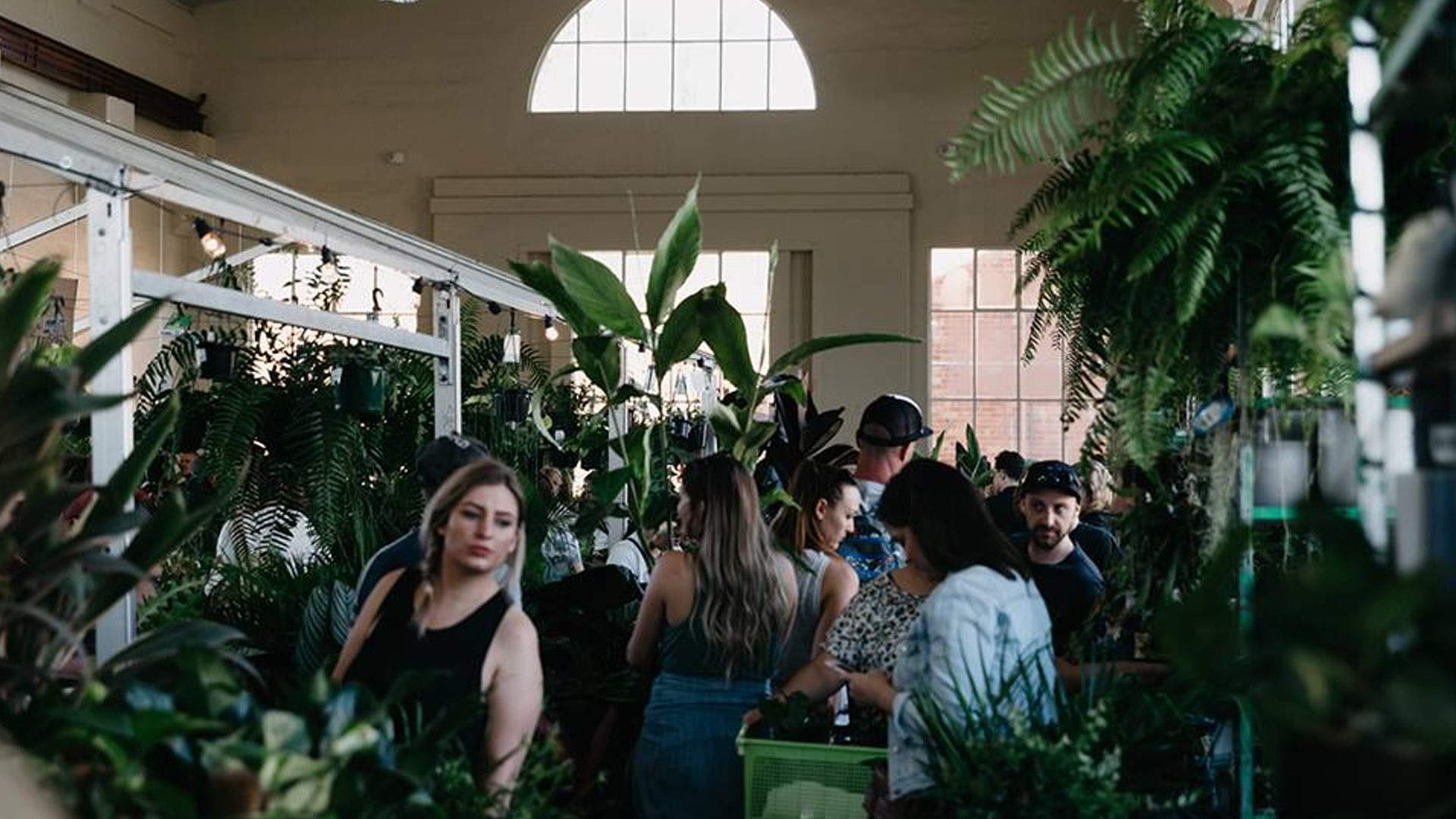 Jungle Collective 'Tropicana Party' Indoor Plant Warehouse Sale