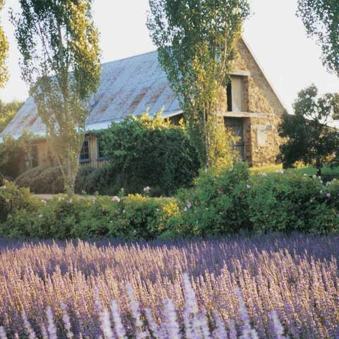 Lavandula Swiss Italian Farm - CLOSED