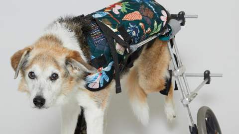 Gorman Has Just Dropped a New Line of Coats for (Very Good) Dogs