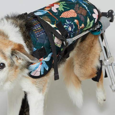 Gorman Has Just Dropped a New Line of Coats for (Very Good) Dogs