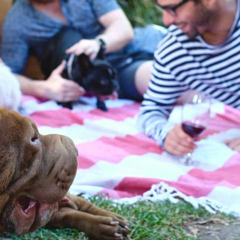 Puppies & Pinot