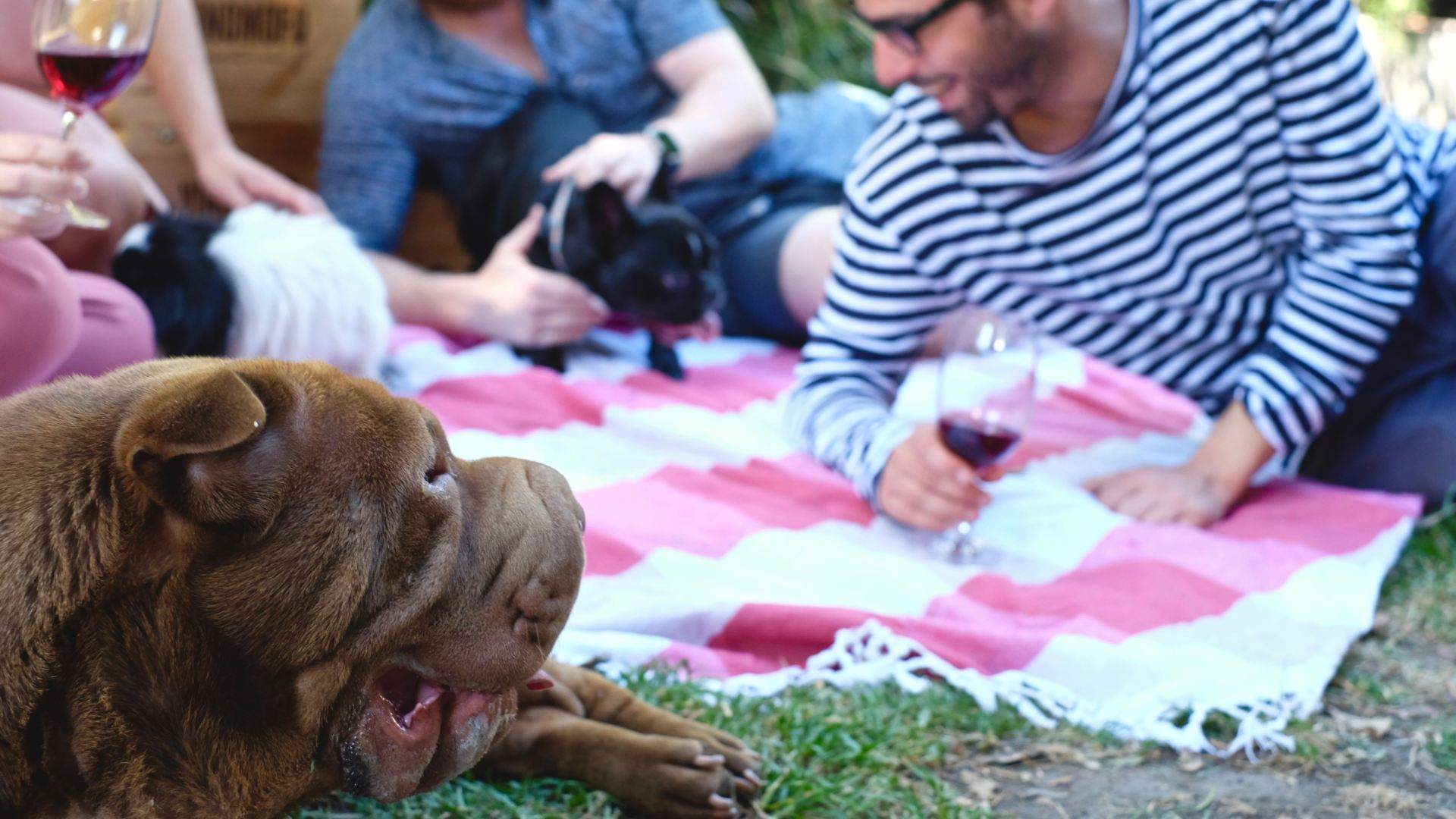 Puppies & Pinot