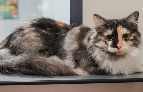 The RSPCA Wants You to Adopt a Cat This Weekend