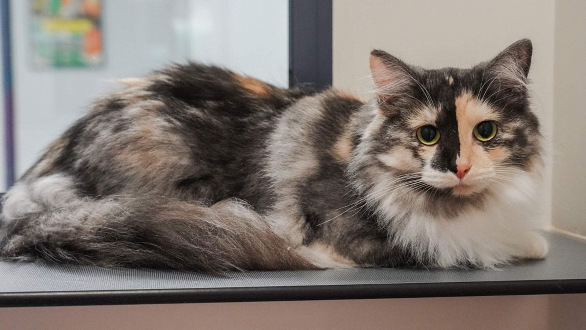 The RSPCA Wants You to Adopt a Cat This Weekend Concrete Playground