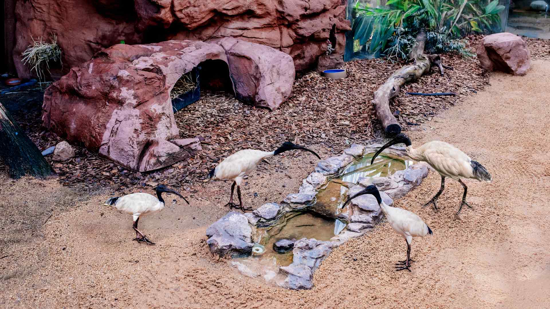 The Humble Bin Chicken Is the Hero of Sydney Zoo's New Exhibit