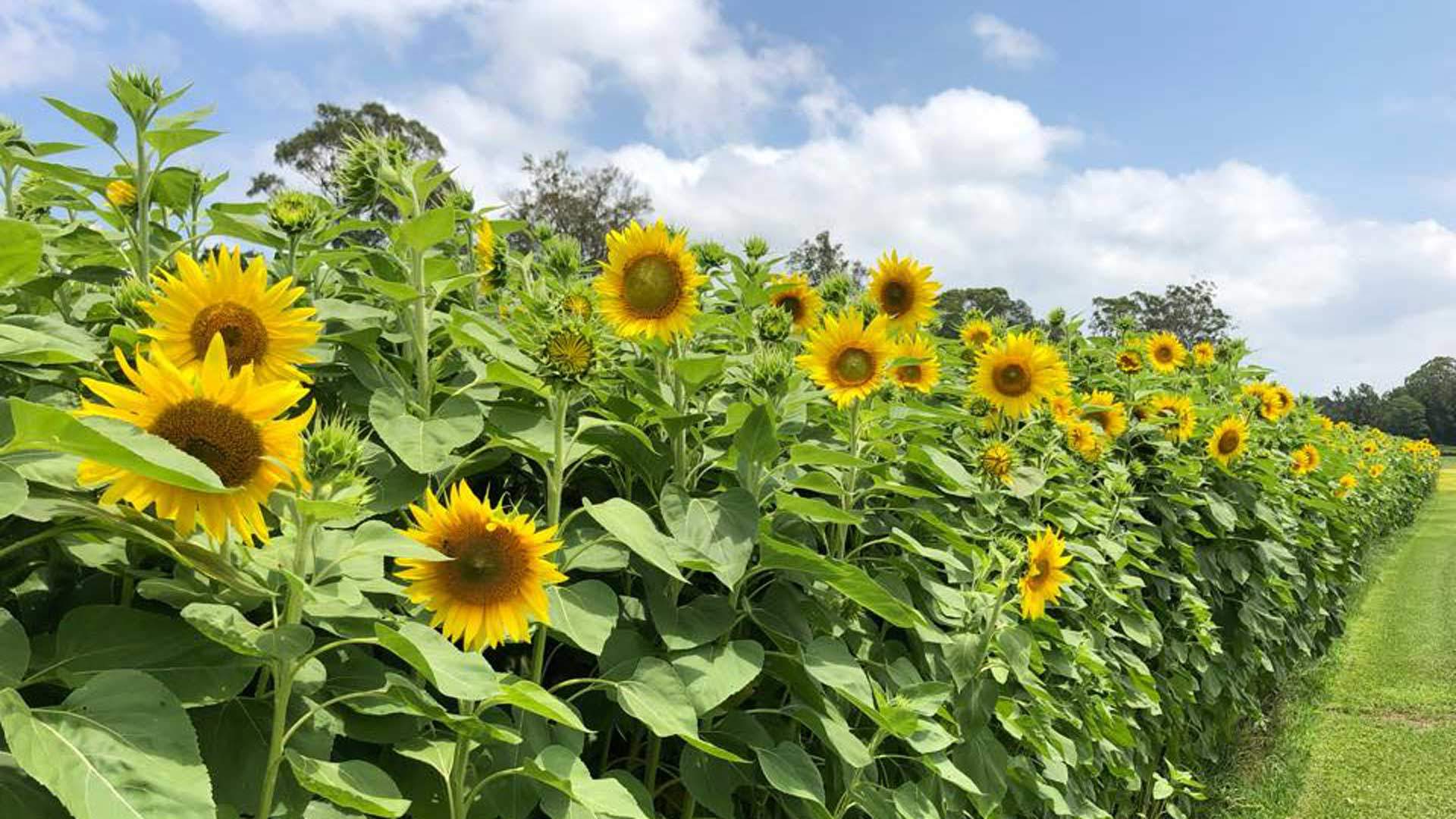 The Central Coast Sunflower Harvest - Concrete Playground