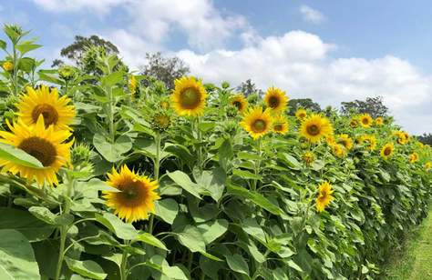 The Central Coast Sunflower Harvest