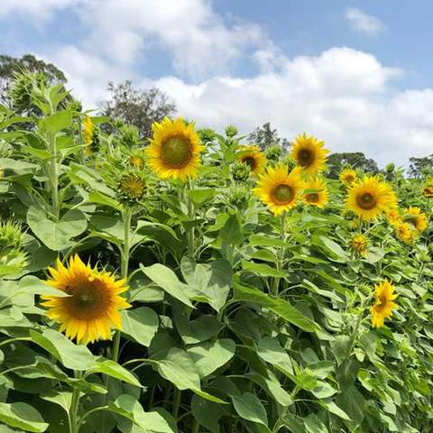 The Central Coast Sunflower Harvest