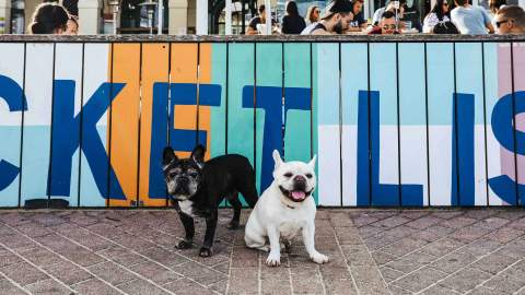 Bondi Dog Day 2019