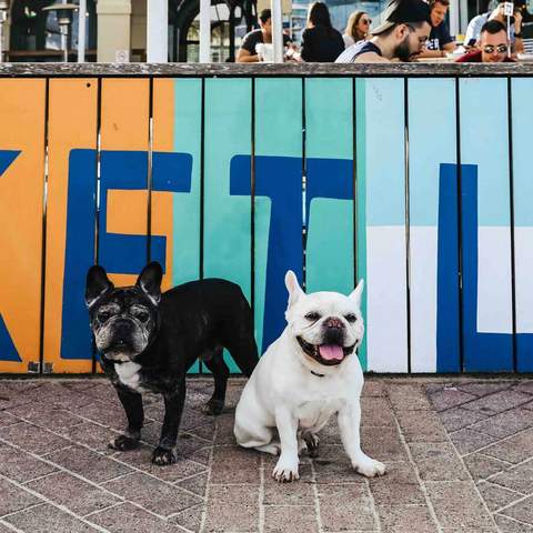 Bondi Dog Day 2019