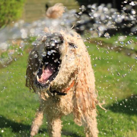 How to Keep Your Pets Happy and Healthy During Scorching Summer Weather