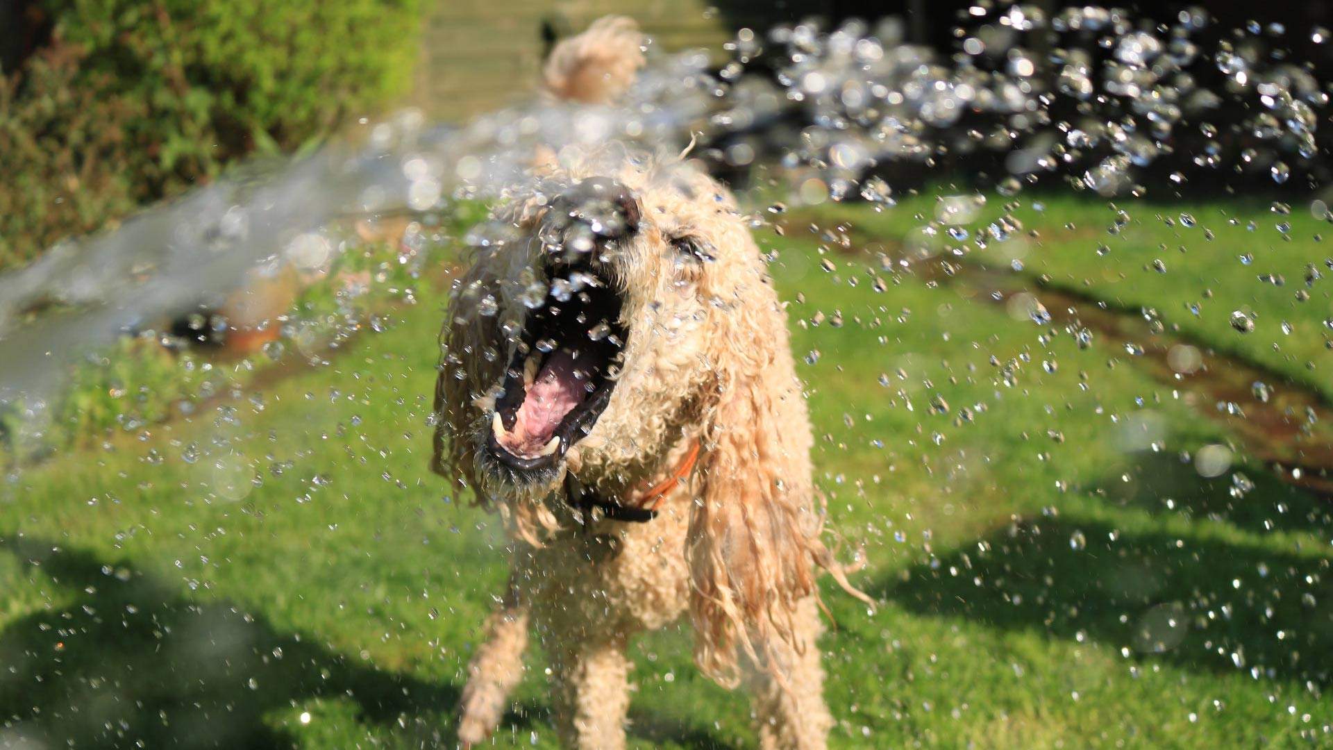 How to Keep Your Pets Happy and Healthy During Scorching Summer Weather