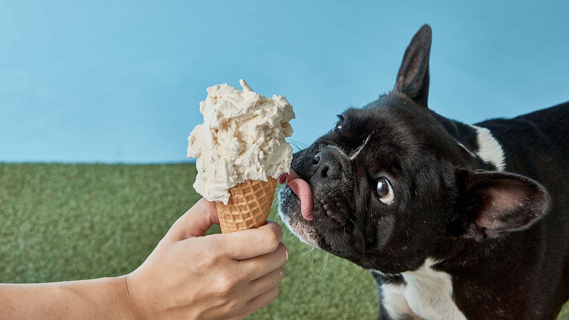 Gelatissimo Has Released a New Gelato Flavour for (Very Good) Dogs