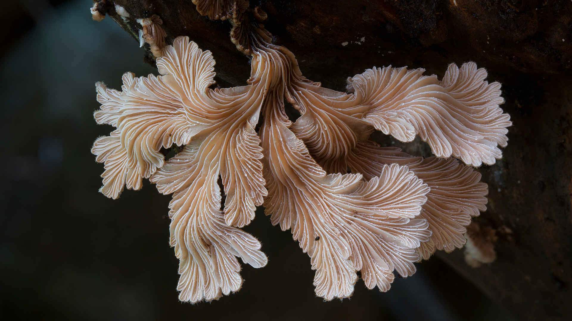 'The Kingdom: How Fungi Made the World' Screening and Q&A