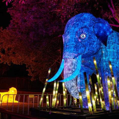 Sydney's Taronga Zoo Has Once Again Been Spectacularly Illuminated for Vivid