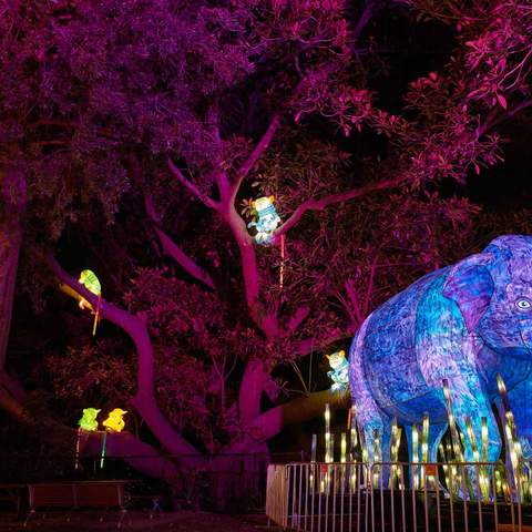 Sydney's Taronga Zoo Has Once Again Been Spectacularly Illuminated for Vivid