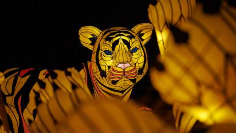 Sydney's Taronga Zoo Has Once Again Been Spectacularly Illuminated for Vivid