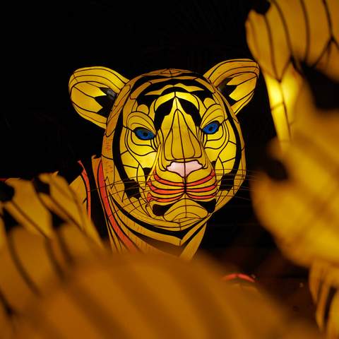 Sydney's Taronga Zoo Has Once Again Been Spectacularly Illuminated for Vivid