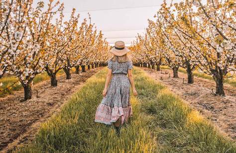 CherryHill Blossom Festival 2019