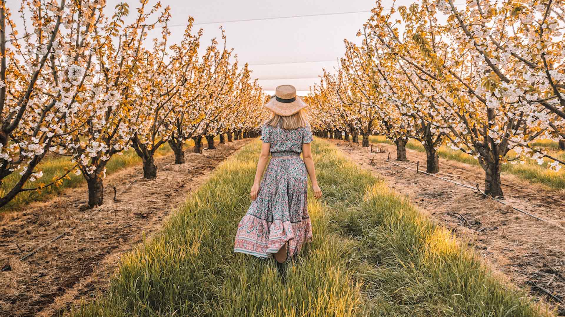 CherryHill Blossom Festival 2019