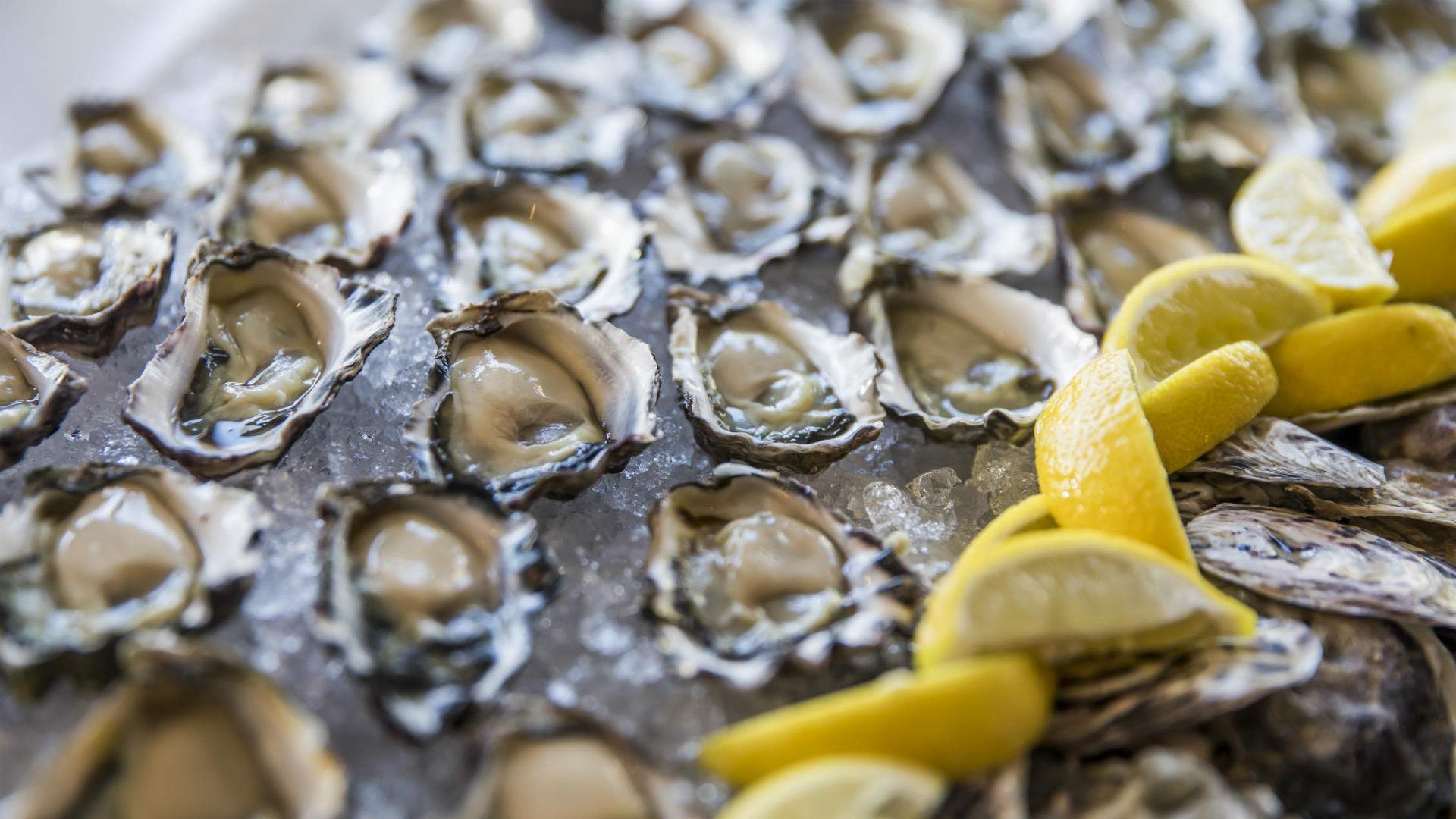 1 Oysters Concrete Playground
