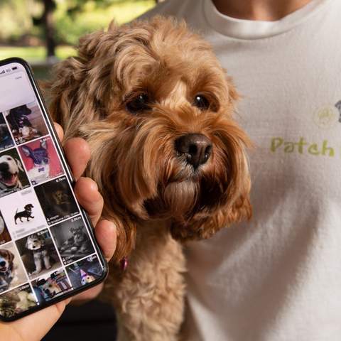 PatchPets Is the New Tinder-Style App That'll Help Your Dog Make Four-Legged Friends