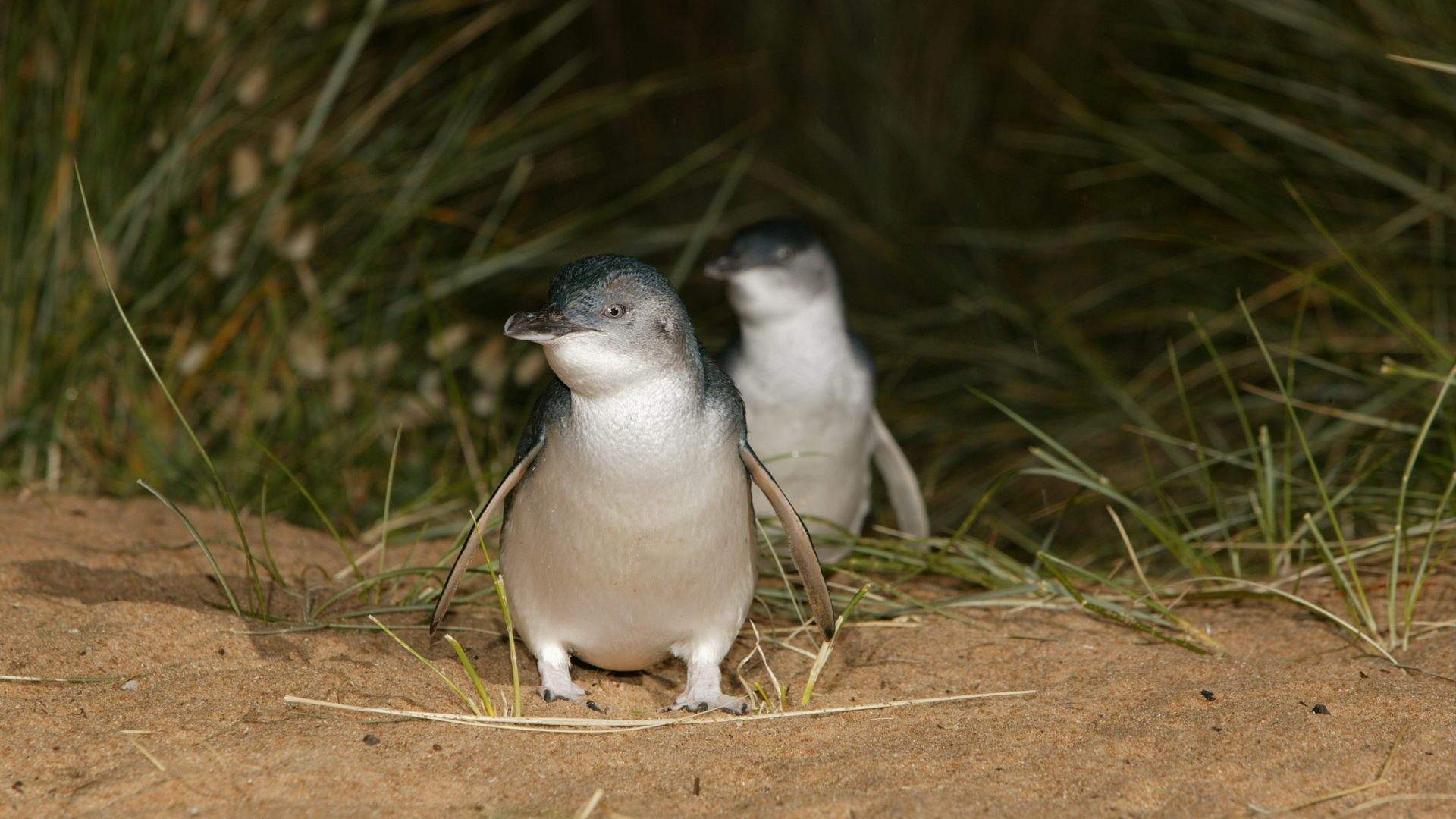 Phillip Island's Hugely Popular Penguin Parade Has Undergone a Multimillion-Dollar Makeover