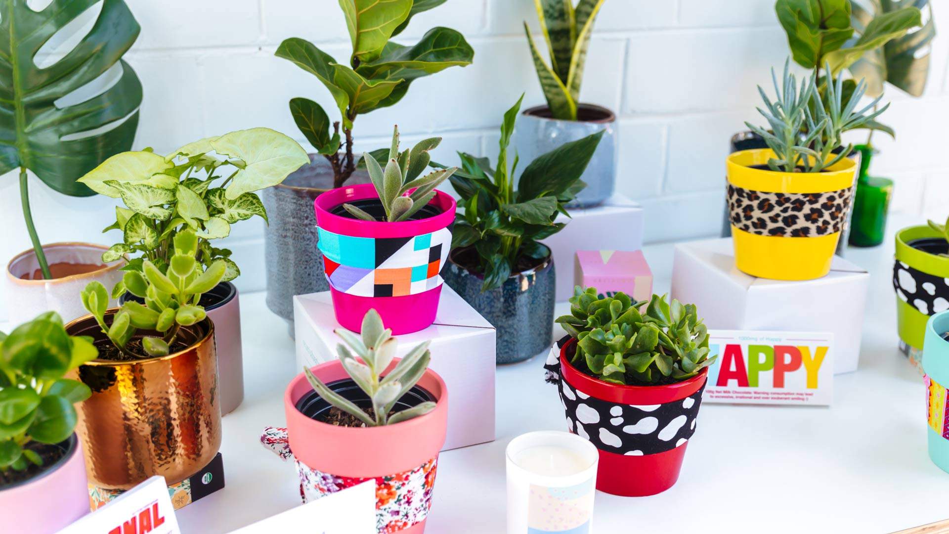 Plant Girl Is the New Same-Day Service Delivering Colourfully Potted Greenery Across Sydney