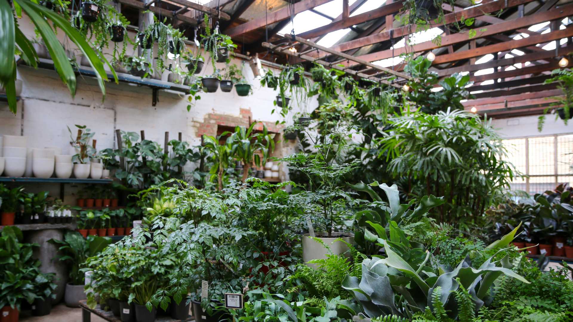 Indoor plant preston