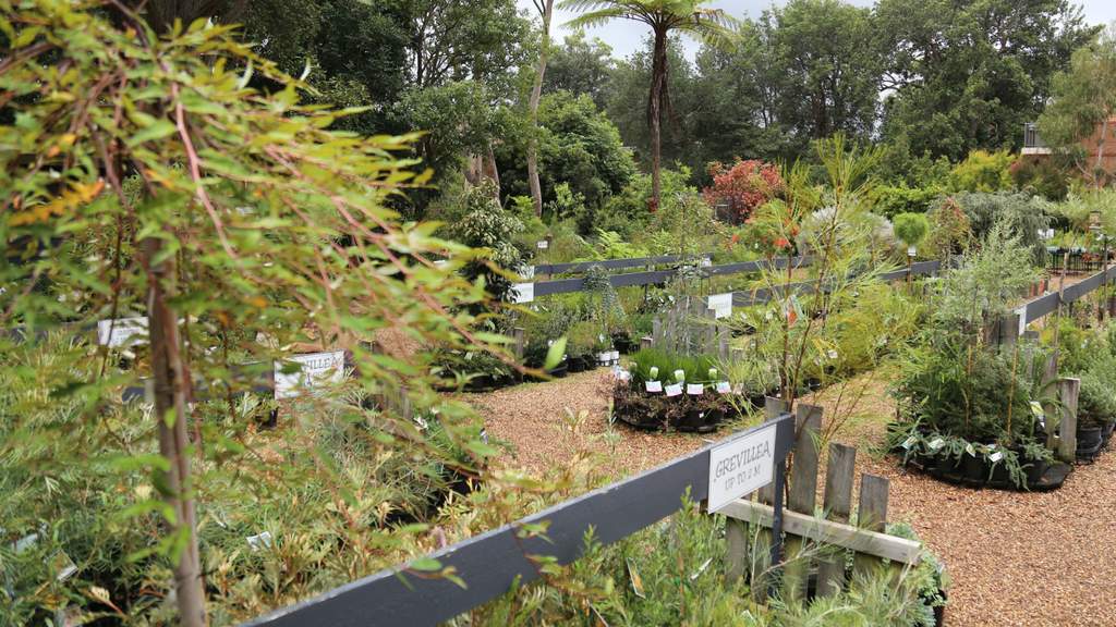 Sydney Wildflower Nursery Concrete Playground