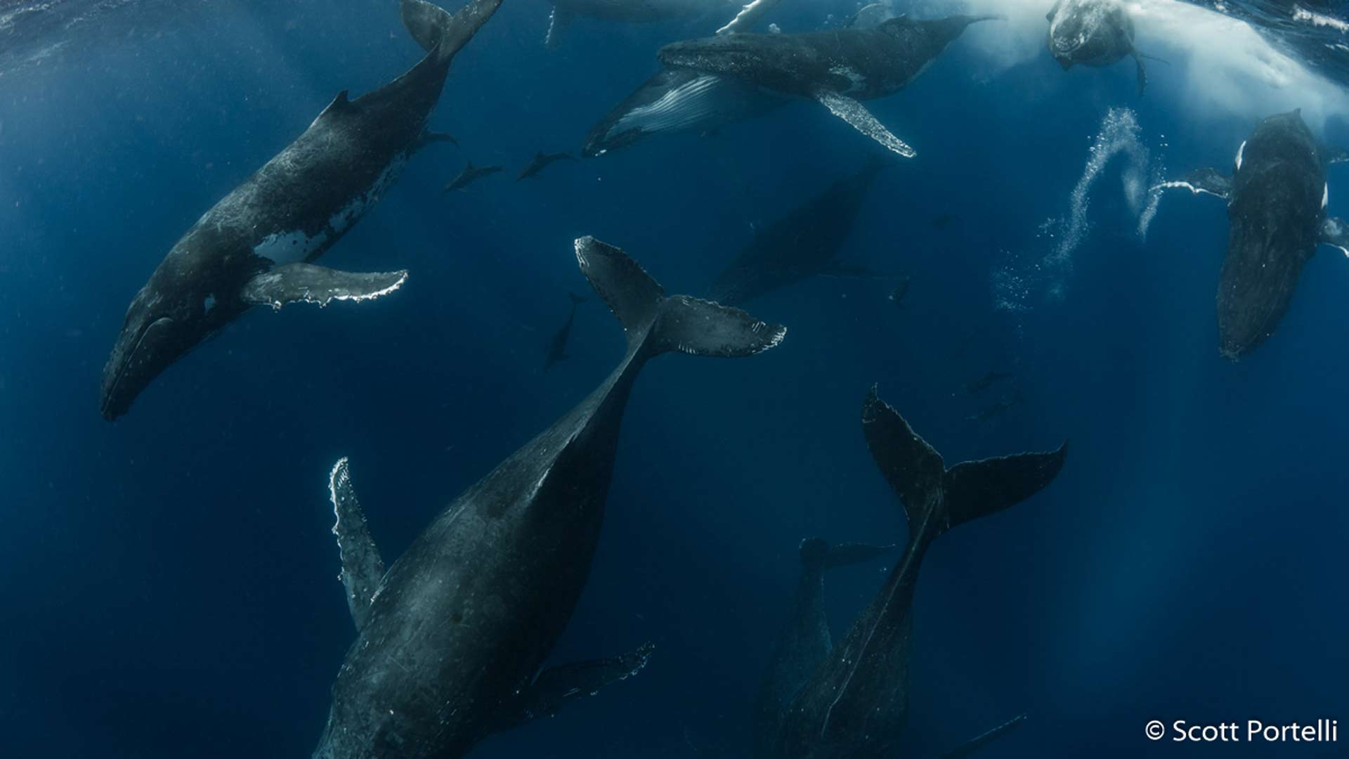 Australian Geographic Nature Photographer of the Year 2019