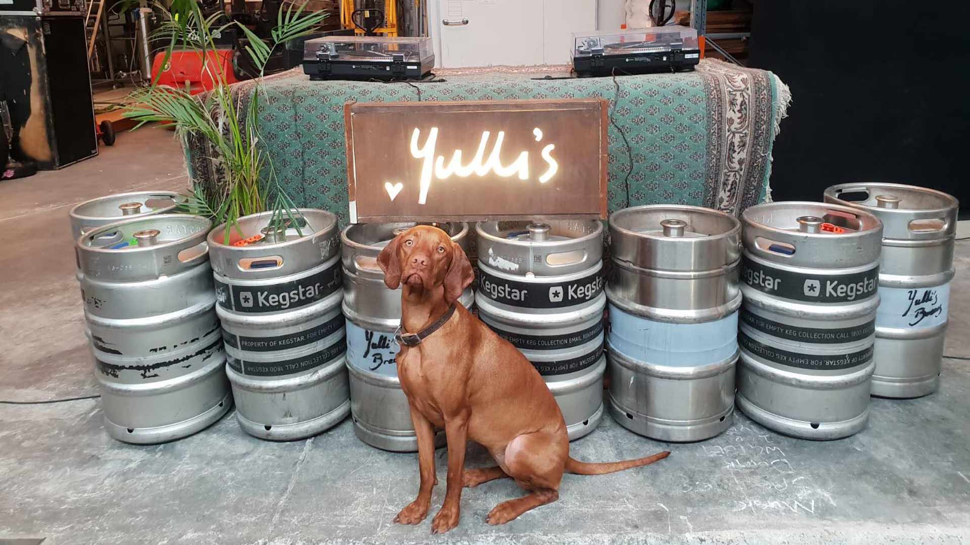 a dog at Yulli's Brews in Sydney - Alexandria