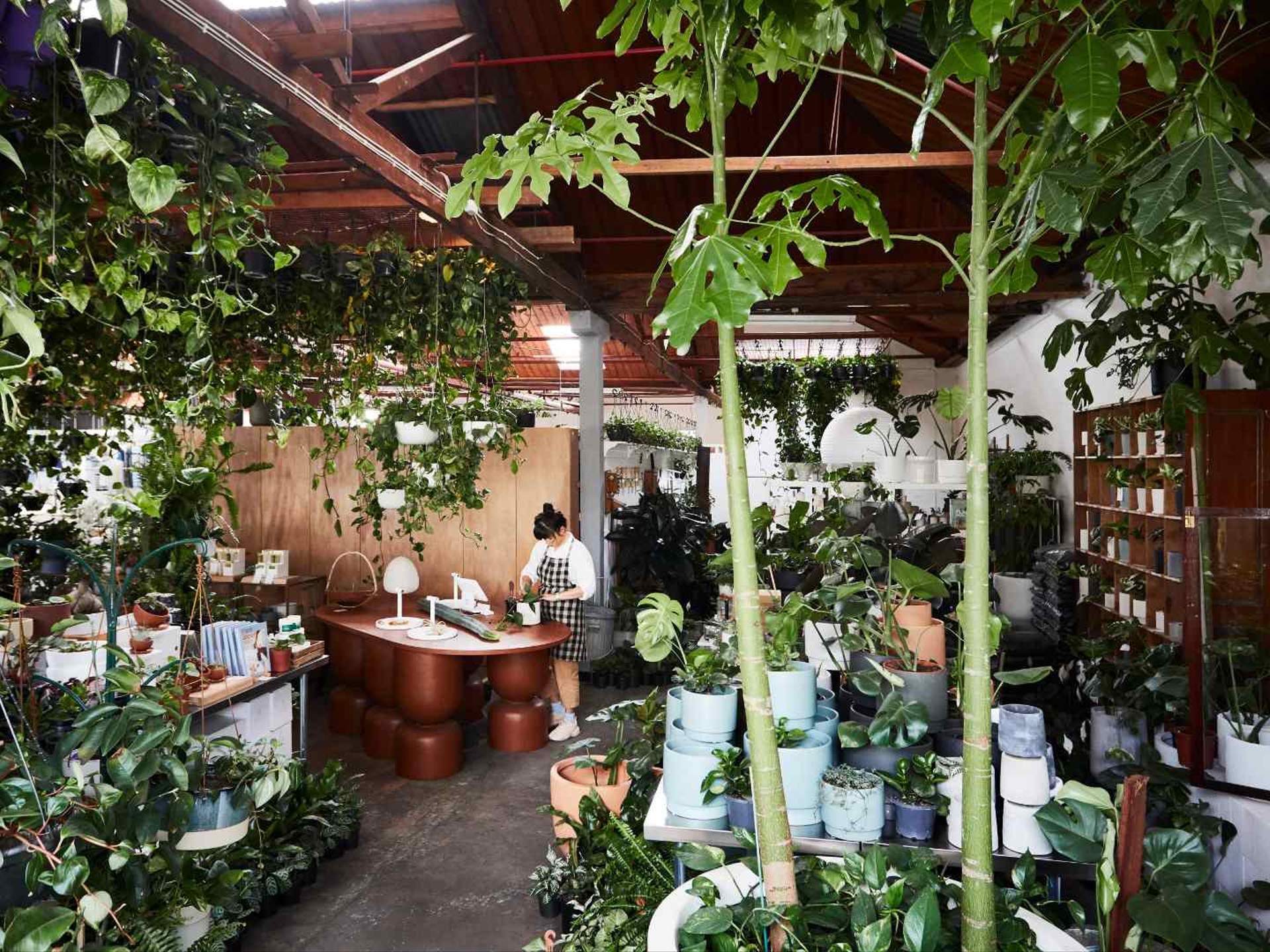 The Best Places To Buy Plants In Melbourne Concrete Playground