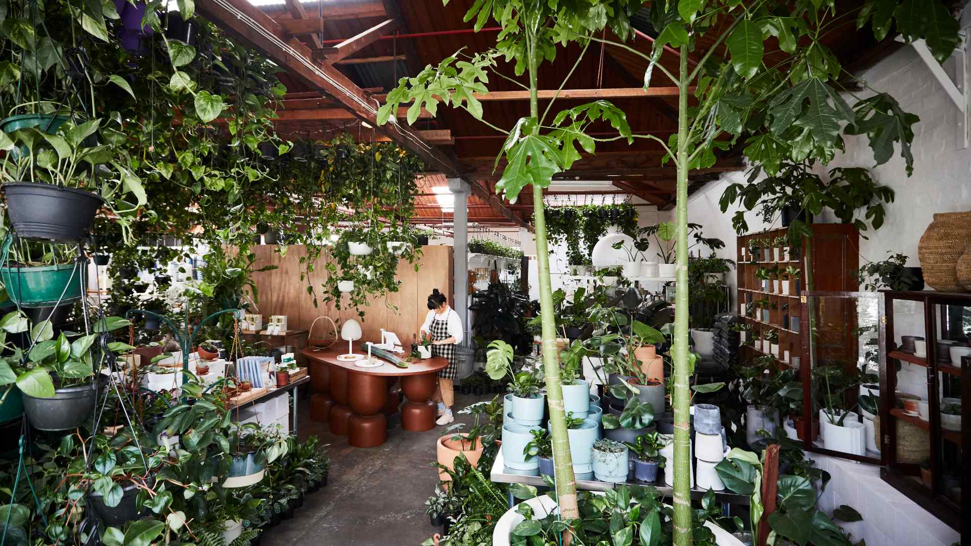 Gardeners world indoor plants