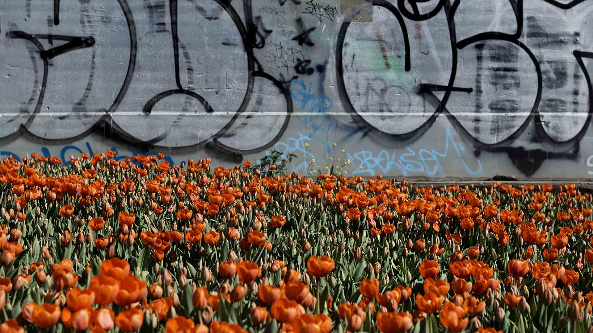 More Than 150,000 Tulips Will Line the Yarra River Tomorrow to See in Spring