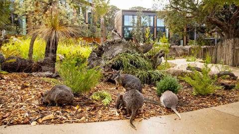 Wildlife Retreat at Taronga