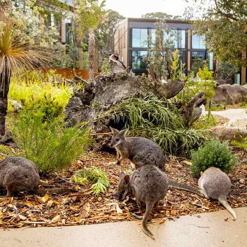 Wildlife Retreat at Taronga