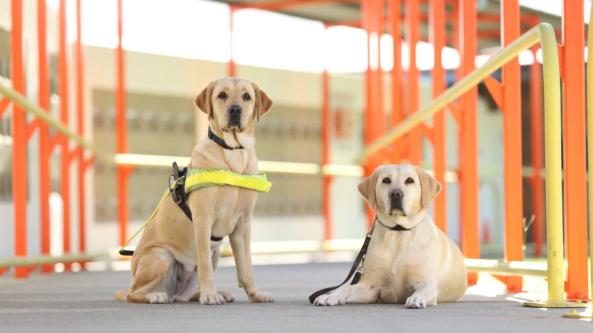 Guide Dogs Queensland Open Day, Brisbane