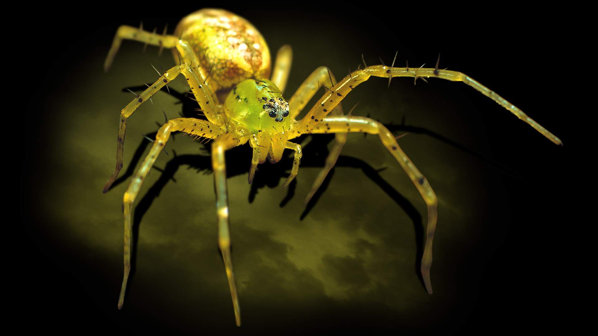 Spiders – The Exhibition, Brisbane