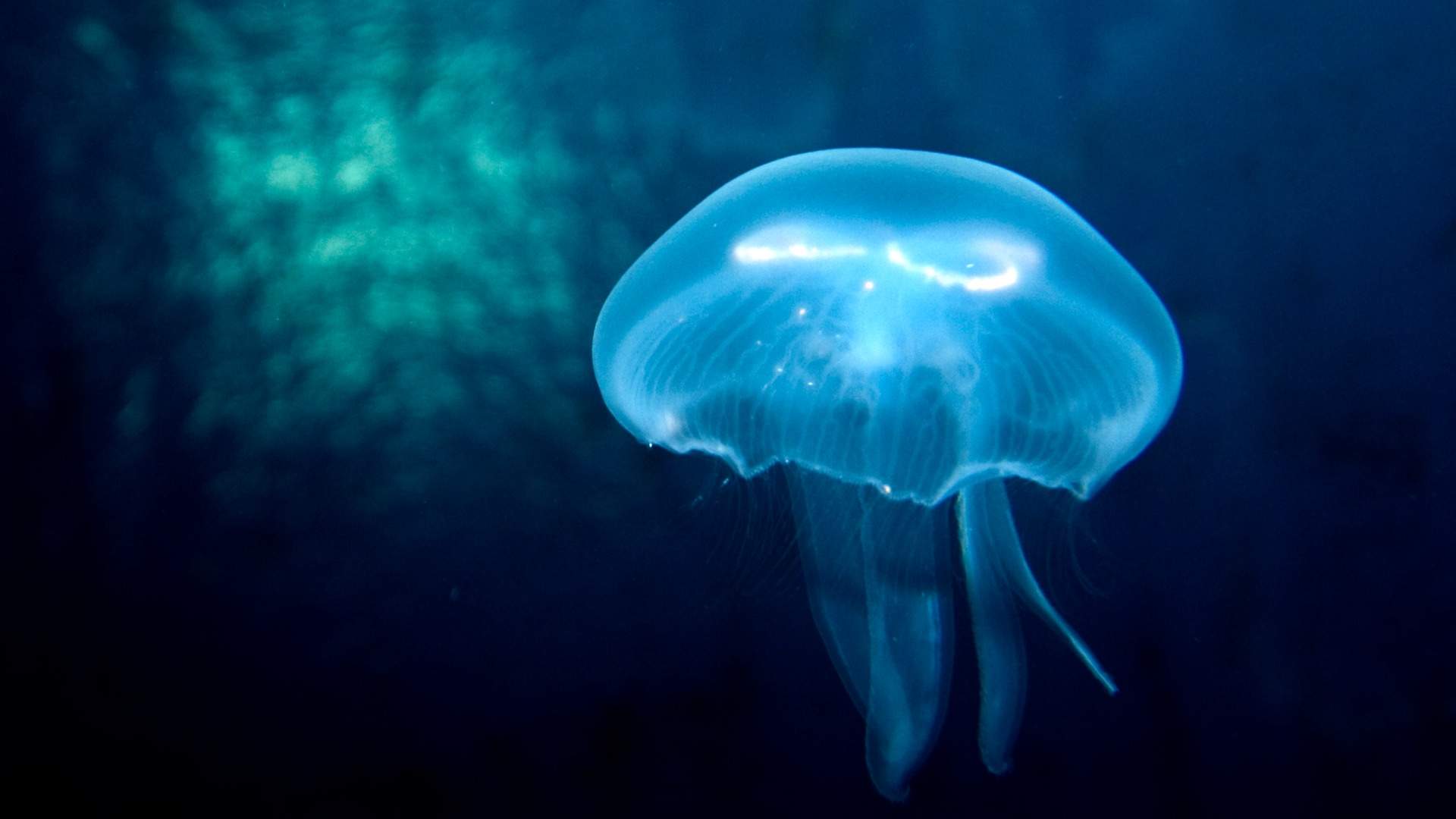 Ocean Invaders Is the Interactive and Luminous New Jellyfish Exhibition Floating Into Melbourne Aquarium